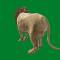 Majestic Lion With a Thick Mane Isolated Standing on Green Background