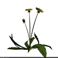 Bright Yellow Dandelion Flowers With Unopened Bud And Green Leaves