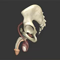 Realistic 3D Model of Human Pelvis Organs and Hair Structure with Anatomical Details