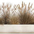 Decorative Potted Brown Ornamental Grasses In White Concrete Rectangular Planter 3d model
