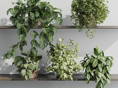 Various Green Bonsai Potted Plants On Wooden Shelves With Hanging Leaves And Lush Foliage 3d model