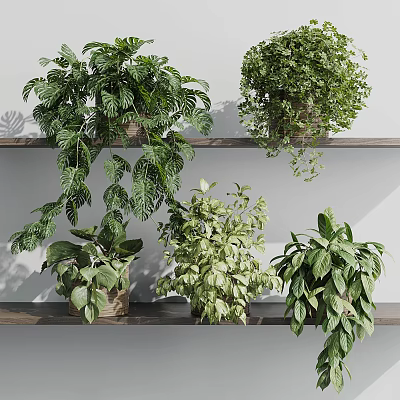 Various Green Bonsai Potted Plants On Wooden Shelves With Hanging Leaves And Lush Foliage 3d model