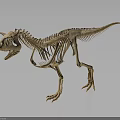 Dinosaur Skeleton Display of Prehistoric Creature with Anatomical Structure Details