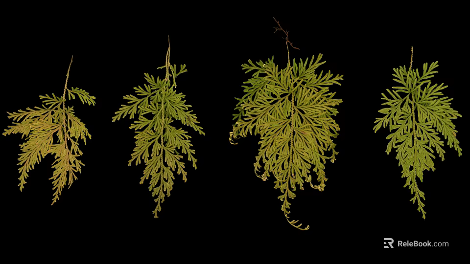 Hanging Fern Plants With Green And Yellow Fronds On Black Background 3d model 