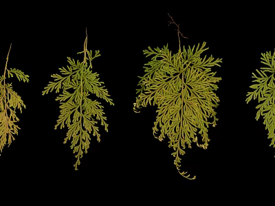 Hanging Fern Plants With Green And Yellow Fronds On Black Background 3d model