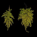 Hanging Fern Plants With Green And Yellow Fronds On Black Background