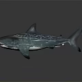 Realistic Gray Spotted Shark With Open Mouth Sharp Teeth And Dorsal Fin