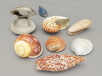 Different Types Of Colorful Seashells From Aquatic Animals On Gray Background 3d model