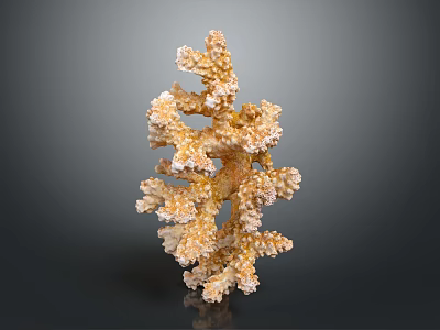 Beautiful Branching Coral Formation Providing Vital Habitat For Diverse Aquatic Animals 3d model