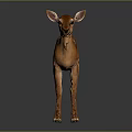 Cute Brown Fawn With White Spots Standing On Reflective Gray Background