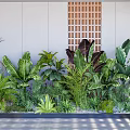 Lush Green Plants Featuring Large Leaves Ferns Banana Leaves White Walls Wooden Grille