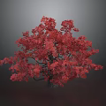 Red Leaf Tree With Vibrant Red Leaves And Lush Foliage Against Gray Background