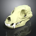Detailed Animal Skull Structure With Light Yellow Color And Canine Teeth On Dark Background