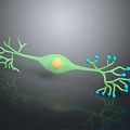 Medical Device 3D Neuron Model With Green Cell Body Yellow Nucleus Blue Synapses
