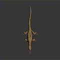 Reptile Lizard With Brown Body And Pink Tongue Sticking Out On Grey Background