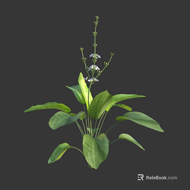 Vibrant Green Plant with Large Leaves Small White Flowers and Slender Stems 3d model 