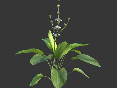 Vibrant Green Plant with Large Leaves Small White Flowers and Slender Stems 3d model
