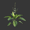 Vibrant Green Plant with Large Leaves Small White Flowers and Slender Stems