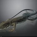 Vibrant Blue And Brown Spotted Lizard On Shiny Reflective Black Surface