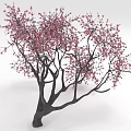 Stunning Tree With Pink Blossoms On Long Spreading Branches And Dense Blooms