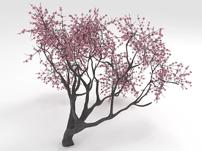 Stunning Tree With Pink Blossoms On Long Spreading Branches And Dense Blooms 3d model