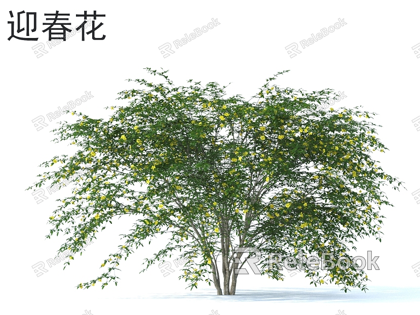 winter jasmine flowers shrubs plants model