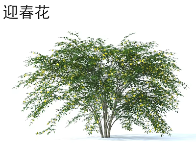 Lush Winter Jasmine Tree With Green Leaves And Yellow Spring Flowers 3d model