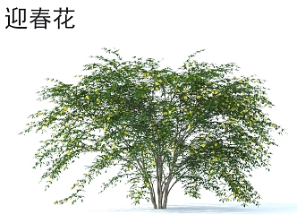 winter jasmine flowers shrubs plants 3d model