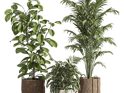 Decorative Indoor Potted Bonsai Plants With Large Green Leaves And Feathery Fronds In Woven Baskets 3d model