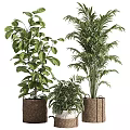 Decorative Indoor Potted Bonsai Plants With Large Green Leaves And Feathery Fronds In Woven Baskets