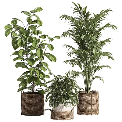 Decorative Indoor Potted Bonsai Plants With Large Green Leaves And Feathery Fronds In Woven Baskets 3d model