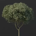 Vibrant Green Leafy Tree with Dense Canopy Lush Foliage and Strong Trunk 3d model