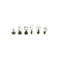 Ornamental Grasses With Feathery Plumes And Green Foliage For Garden Decor