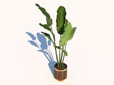 Decorative Bonsai Potted Plant With Large Green Leaves In Wooden Pot 3d model
