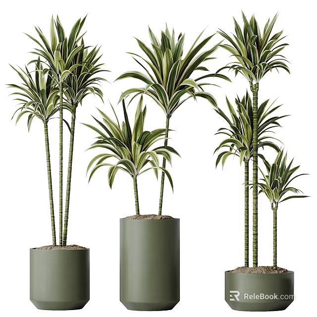 Lush Green Leafy Potted Plants In Cylindrical Pots With Various Heights For Indoor Decoration 3d model 