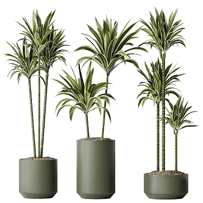 Lush Green Leafy Potted Plants In Cylindrical Pots With Various Heights For Indoor Decoration 3d model