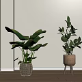 Potted Plants In Woven Basket And On Wooden Stool Near Light Wall With Wooden Floor