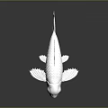 Silver Metallic Fish with Scaly Texture on Smooth Black Surface and Clear Reflection 3d model