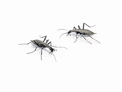 Two Dark Colored Reptiles Isolated On White Background With Distinct Features 3d model