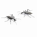 Two Dark Colored Reptiles Isolated On White Background With Distinct Features