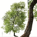 Two Lush Green Arbor Trees With Curved Trunks And Dense Foliage Near Human Figure