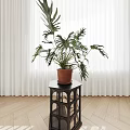 Tropical Potted Plant On Black Small Table With White Curtains And Wooden Floor