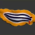 Vibrant Nudibranch Aquatic Animal With Yellow Edged Blue And White Striped Body And Red Tentacles