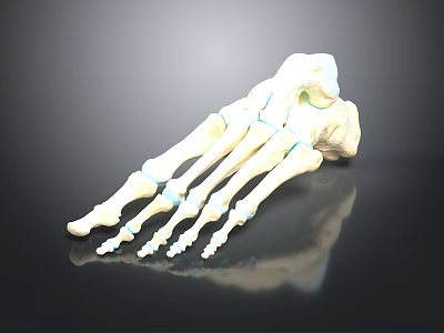 Medical Device Anatomical Foot Skeleton Model With Blue Connection Points For Orthopedic Study 3d model