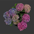 Colorful Hydrangea Flowers Arrangement In Metal Pot With Purple Pink Blooms And Green Leaves