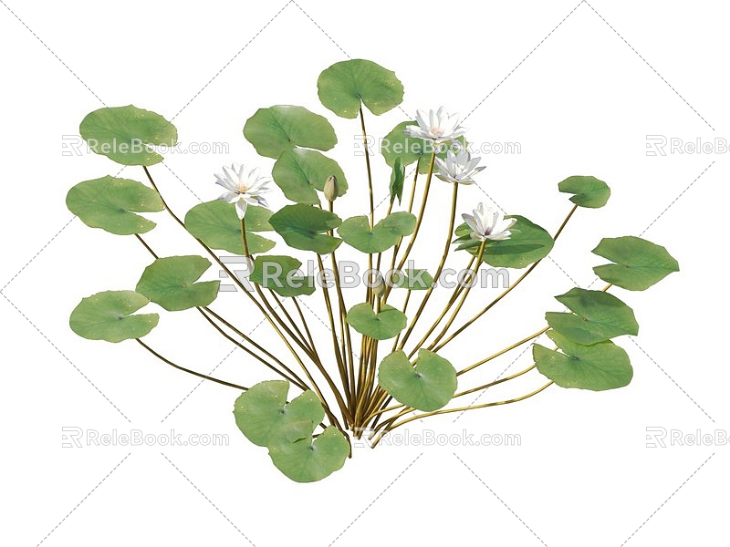 lotus water lily flower white water lily lotus water lotus lotus lotus lotus flower lotus lotus flower lotus flower water cheese floating plants aquatic plants algae aquatic plants 3d model