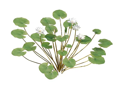 Aquatic Plants with Green Lily Pads and White Flowers for Freshwater Pond Decoration 3d model