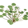 lotus water lily flower white water lily lotus water lotus lotus lotus lotus flower lotus lotus flower lotus flower water cheese floating plants aquatic plants algae aquatic plants 3d model