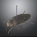Close Up View Of Detailed Pinned Beetle Insect Specimen With Exoskeleton