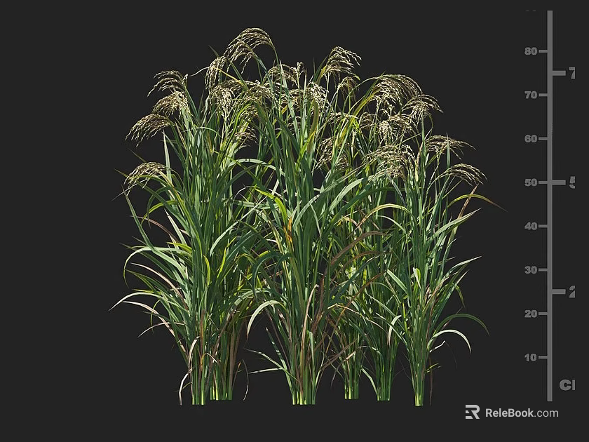 Tall Green Crop Plants With Long Leaves Seed Heads And Height Measurement Scale 3d model 